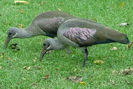 Hadada Ibis