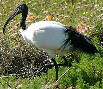 African Sacred Ibis