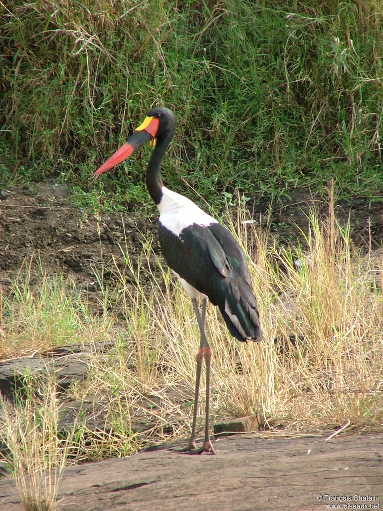 Saddle-billed Stork