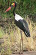 Jabiru d'Afrique