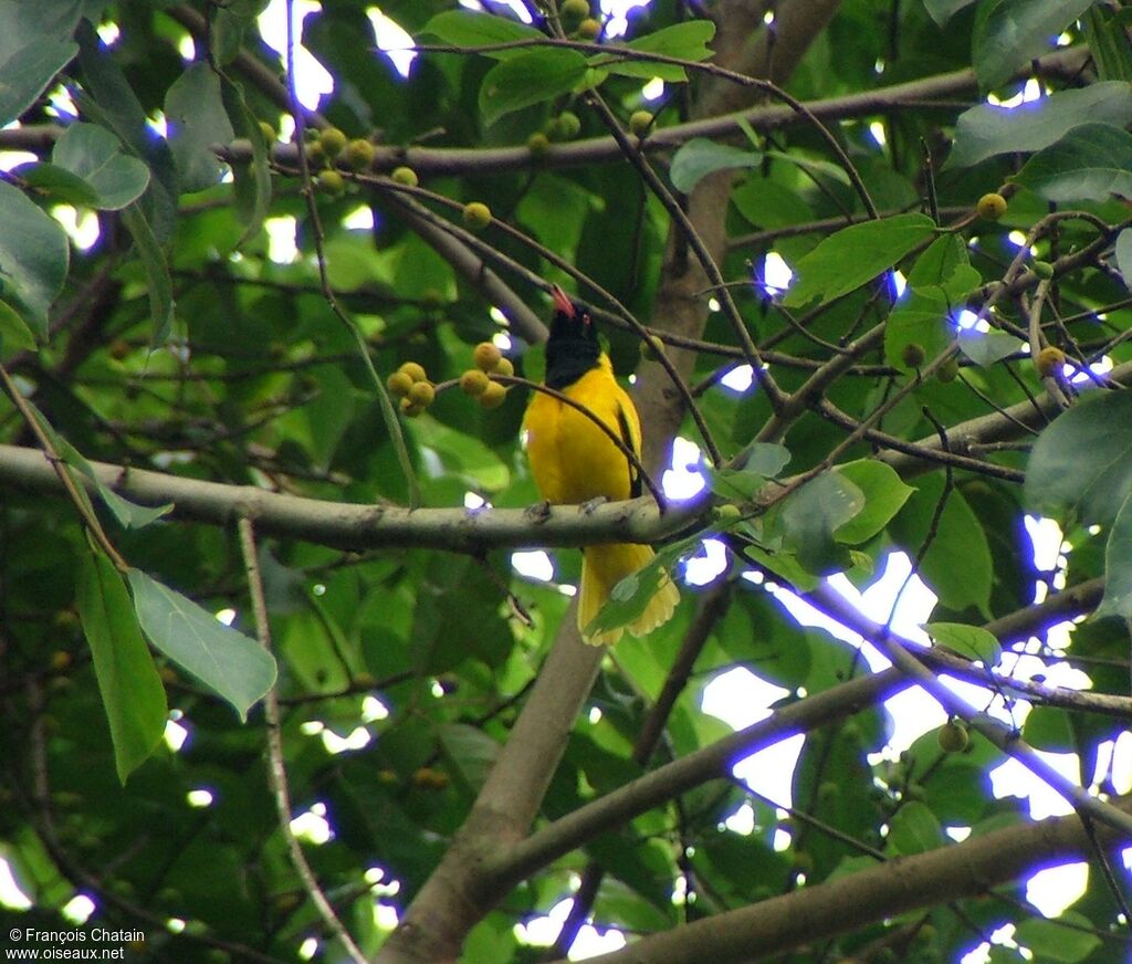 Black-hooded Oriole