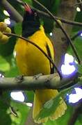 Black-hooded Oriole