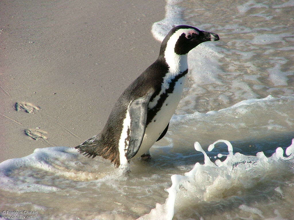 African Penguin