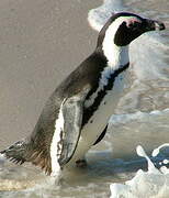 African Penguin