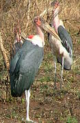 Marabou Stork