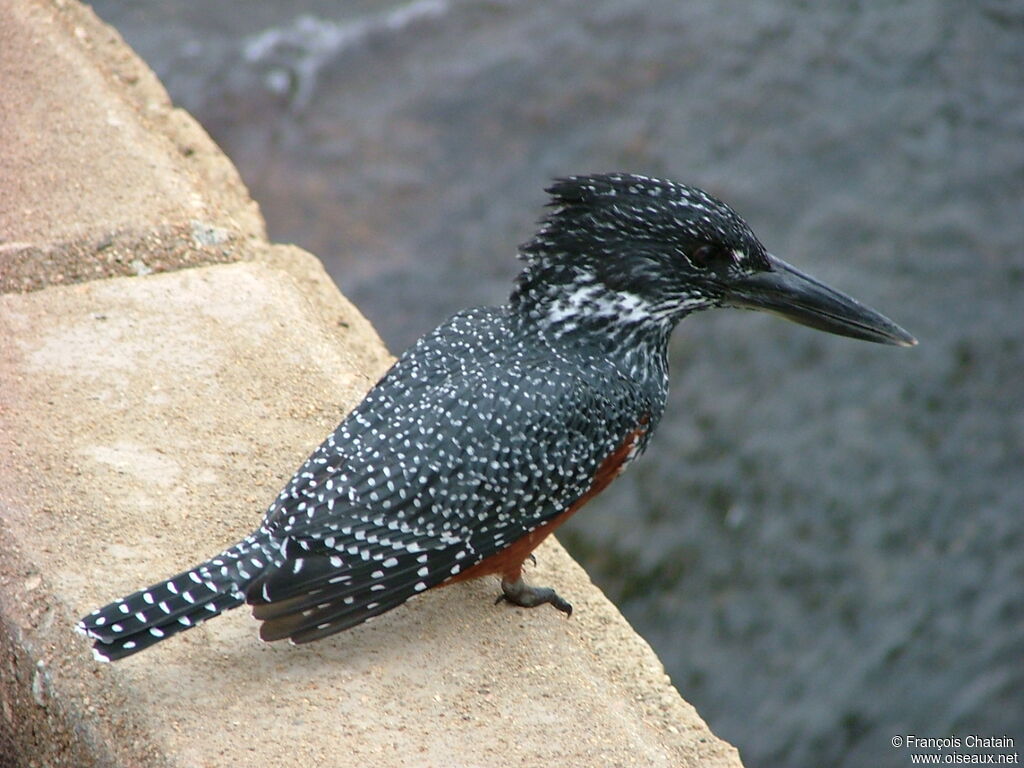 Giant Kingfisher