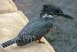 Giant Kingfisher