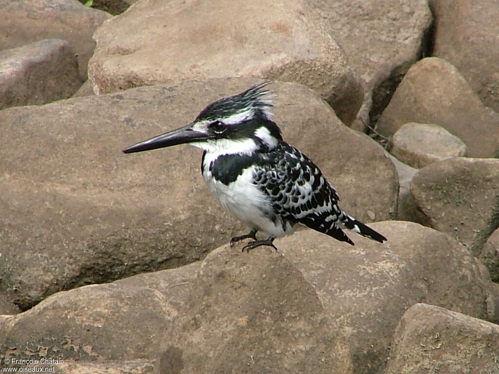 Martin-pêcheur pie