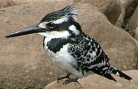 Pied Kingfisher