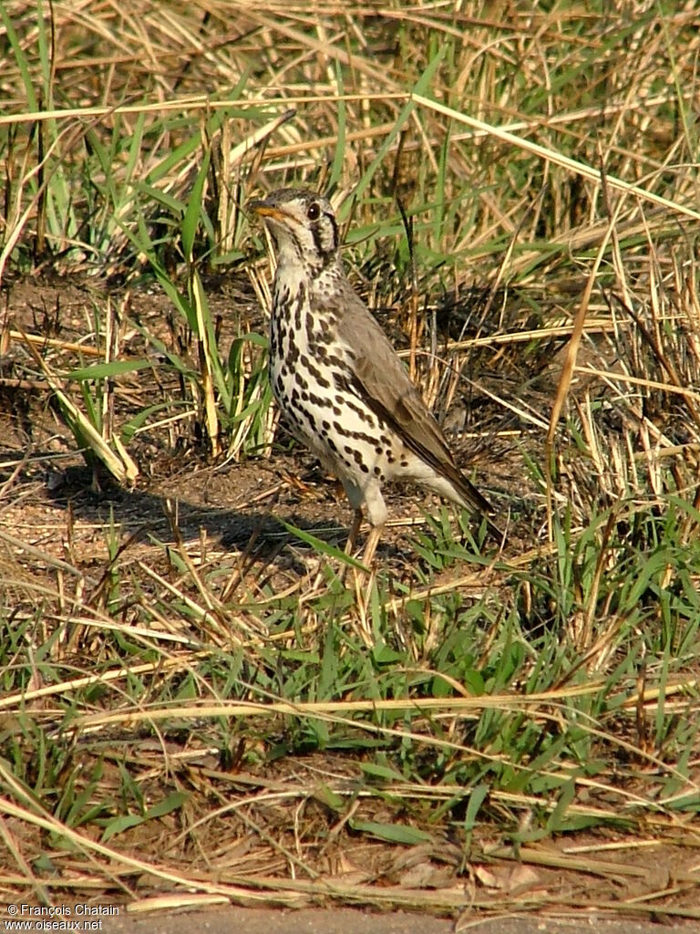 Merle litsitsirupa