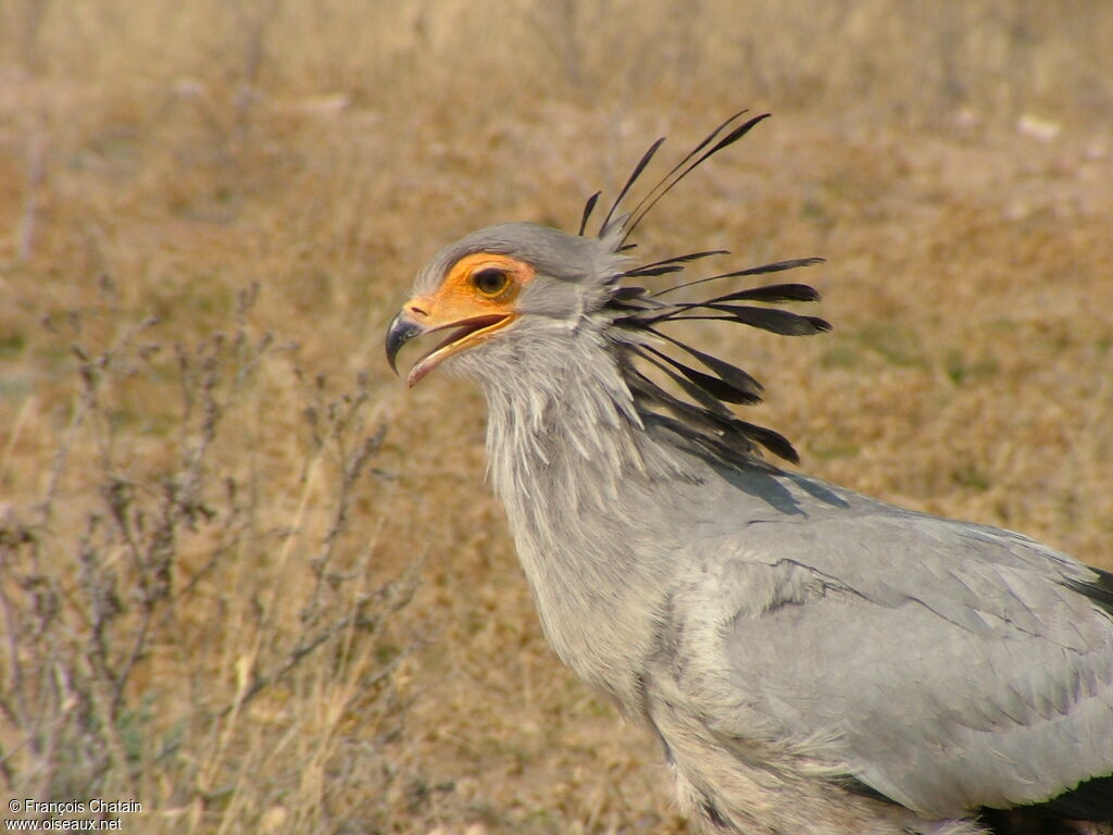 Secretarybird