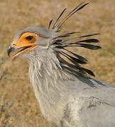 Secretarybird