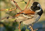 Moineau mélanure