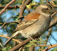 Cape Sparrow