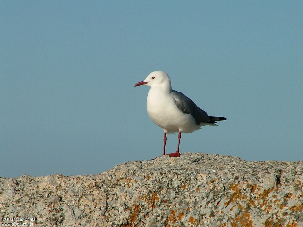 Hartlaub's Gull