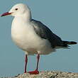 Mouette de Hartlaub