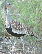 Red-crested Korhaan