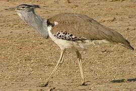 Kori Bustard