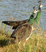 Indian Peafowl