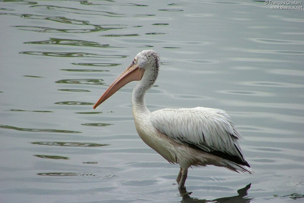 Spot-billed Pelican