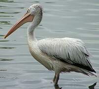 Spot-billed Pelican