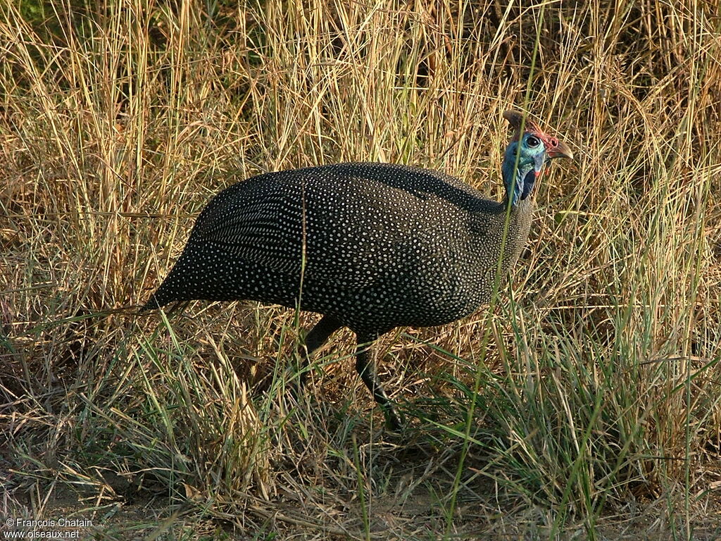 Helmeted Guineafowl