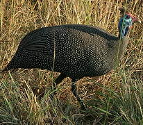 Helmeted Guineafowl