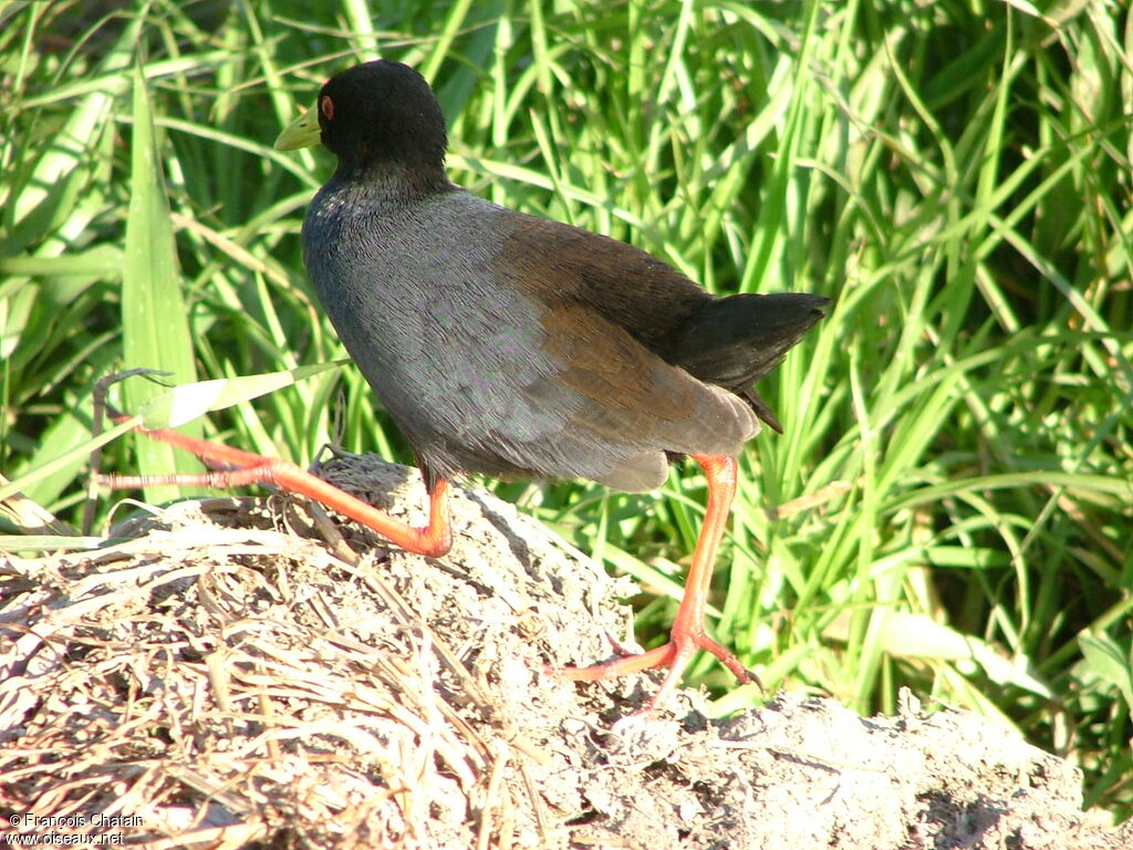 Black Crake