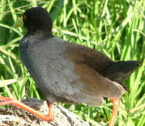 Black Crake