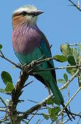 Lilac-breasted Roller