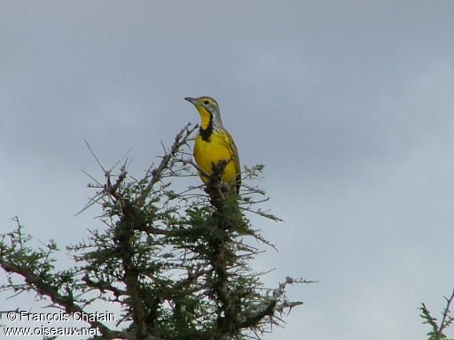 Yellow-throated Longclaw