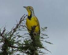 Yellow-throated Longclaw