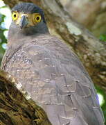 Crested Serpent Eagle