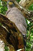 Crested Serpent Eagle