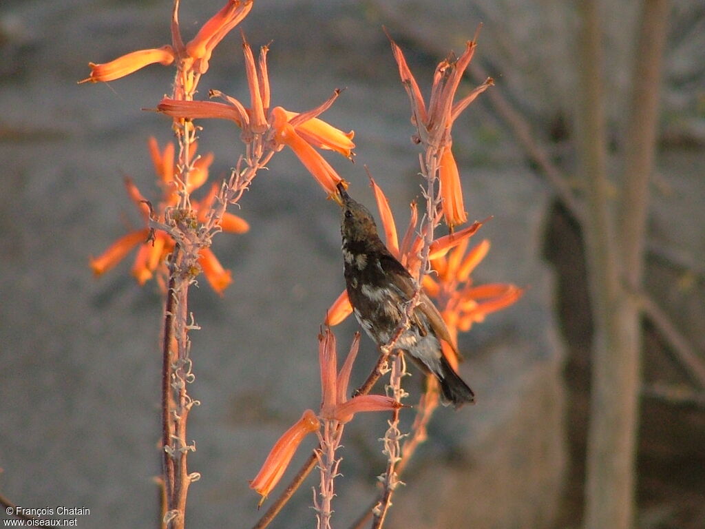 Dusky Sunbird