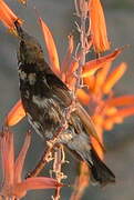 Dusky Sunbird