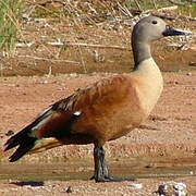 South African Shelduck