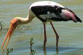 Painted Stork