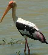 Painted Stork