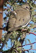 Namaqua Dove