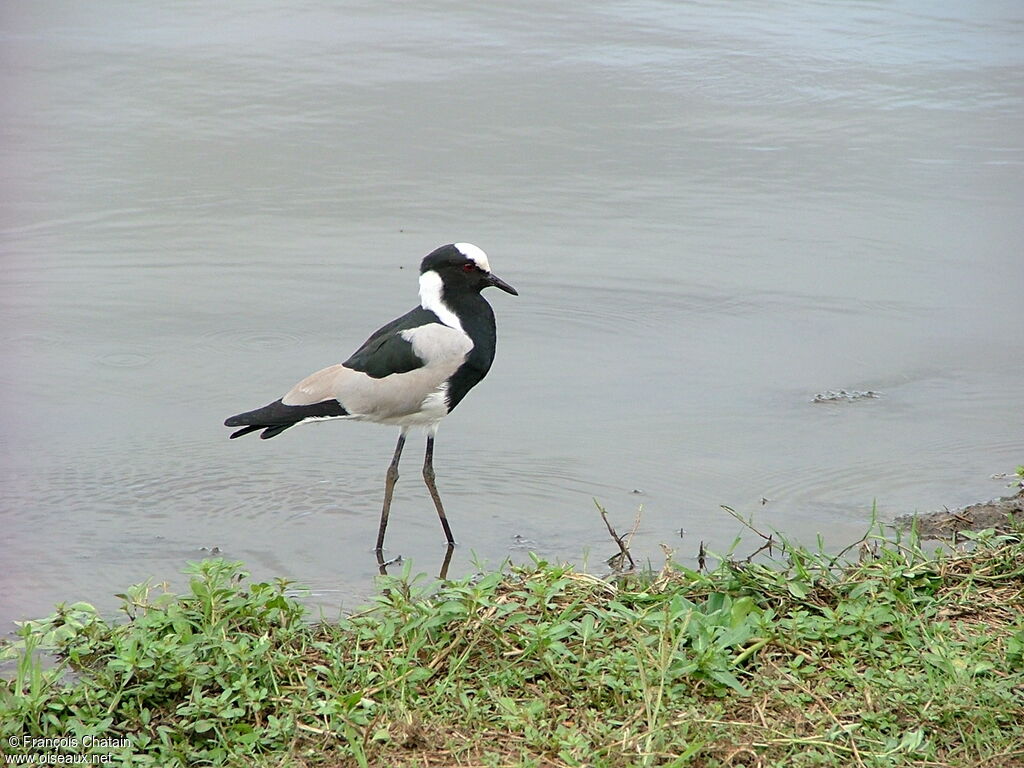 Blacksmith Lapwing