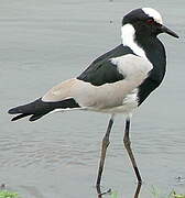 Blacksmith Lapwing