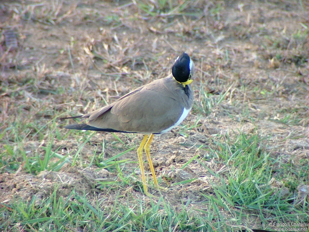 Yellow-wattled Lapwing