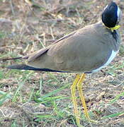 Yellow-wattled Lapwing