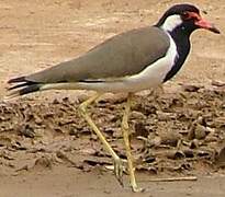 Red-wattled Lapwing