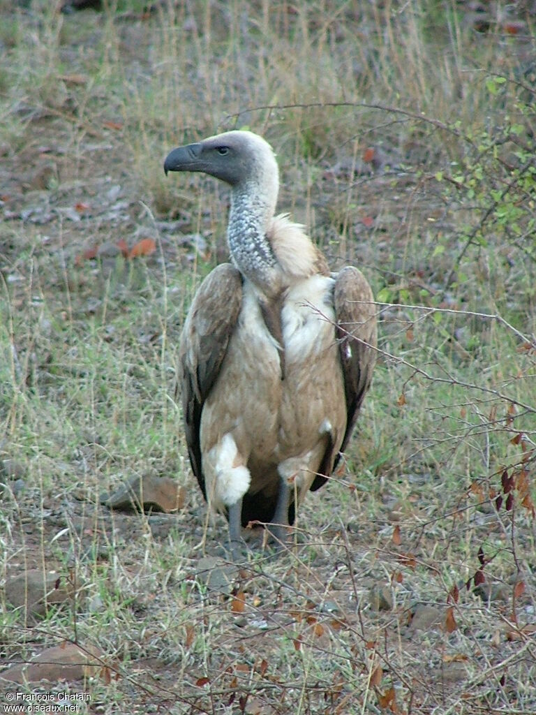 White-backed Vulture