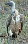 White-backed Vulture