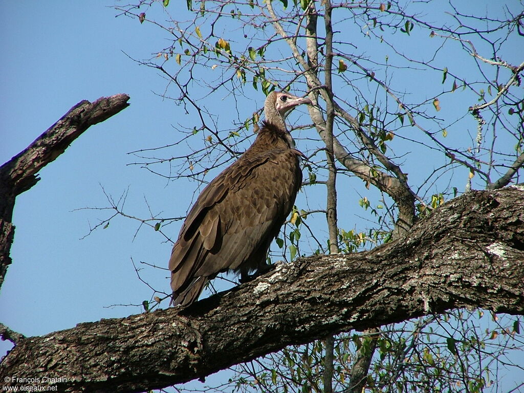 Hooded Vulture