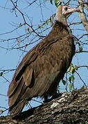 Hooded Vulture