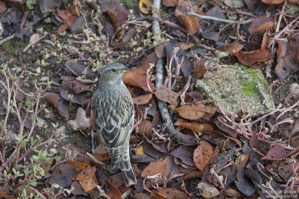 Alpine Accentoradult